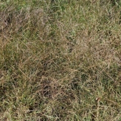 Digitaria sanguinalis at Banksia Street Wetland Corridor - 7 Mar 2024 12:33 PM