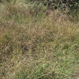 Digitaria sanguinalis at Banksia Street Wetland Corridor - 7 Mar 2024 12:33 PM