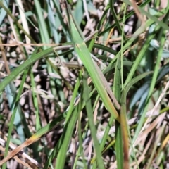 Acrida conica (Giant green slantface) at Banksia Street Wetland Corridor - 7 Mar 2024 by trevorpreston