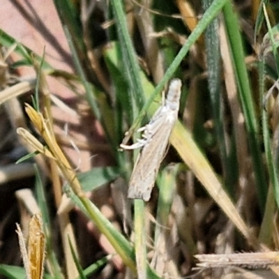 Culladia cuneiferellus (Crambinae moth) at O'Connor, ACT - 7 Mar 2024 by trevorpreston