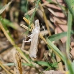 Culladia cuneiferellus at Banksia Street Wetland Corridor - 7 Mar 2024 12:31 PM