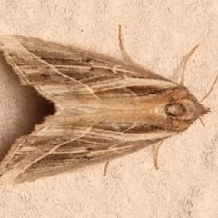 Lophotoma diagrapha (Double-line Snout Moth) at Ainslie, ACT - 6 Mar 2024 by jb2602