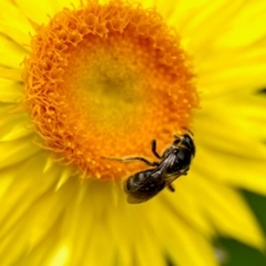 Lasioglossum (Chilalictus) sp. (genus & subgenus) (Halictid bee) at Aranda, ACT - 6 Mar 2024 by KMcCue