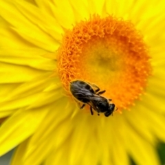 Lasioglossum (Chilalictus) sp. (genus & subgenus) at Aranda, ACT - 6 Mar 2024