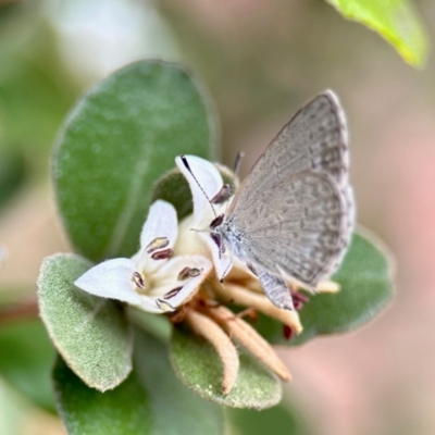 Zizina otis (Common Grass-Blue) at Aranda, ACT - 6 Mar 2024 by KMcCue