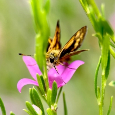 Ocybadistes walkeri (Green Grass-dart) at Aranda, ACT - 6 Mar 2024 by KMcCue