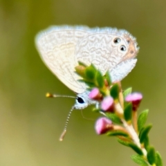 Nacaduba biocellata at GG182 - 6 Mar 2024