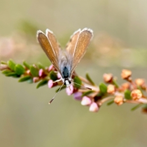 Nacaduba biocellata at GG182 - 6 Mar 2024