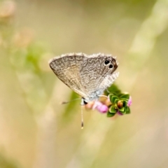 Nacaduba biocellata at GG182 - 6 Mar 2024