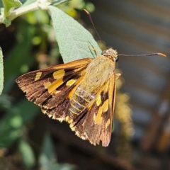 Trapezites symmomus (Splendid Ochre) at Braidwood, NSW - 7 Mar 2024 by MatthewFrawley