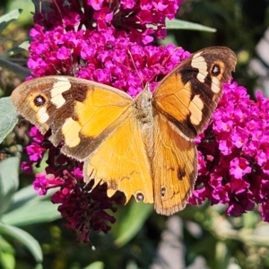 Heteronympha merope at QPRC LGA - 7 Mar 2024