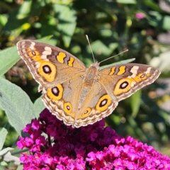 Junonia villida (Meadow Argus) at Braidwood, NSW - 7 Mar 2024 by MatthewFrawley