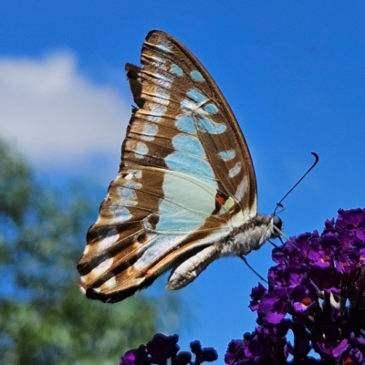 Graphium eurypylus (Pale Triangle) at Braidwood, NSW - 7 Mar 2024 by MatthewFrawley