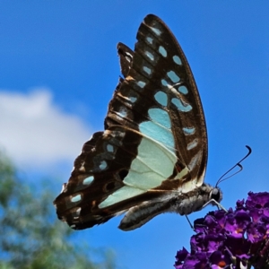 Graphium eurypylus at QPRC LGA - 7 Mar 2024 01:38 PM