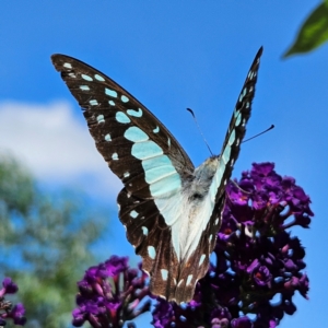 Graphium eurypylus at QPRC LGA - 7 Mar 2024