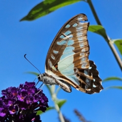 Graphium eurypylus at QPRC LGA - 7 Mar 2024 01:38 PM