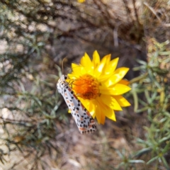 Utetheisa (genus) (A tiger moth) at Hackett, ACT - 7 Mar 2024 by abread111