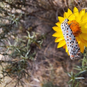 Utetheisa (genus) at Mount Majura (MMS) - 7 Mar 2024