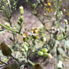 Nysius vinitor (Rutherglen bug) at Mount Majura (MMS) - 7 Mar 2024 by abread111