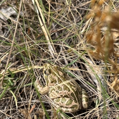 Limnodynastes tasmaniensis (Spotted Grass Frog) at Symonston, ACT - 7 Mar 2024 by cosmowhite