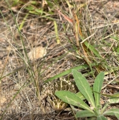 Limnodynastes tasmaniensis at Callum Brae - 7 Mar 2024