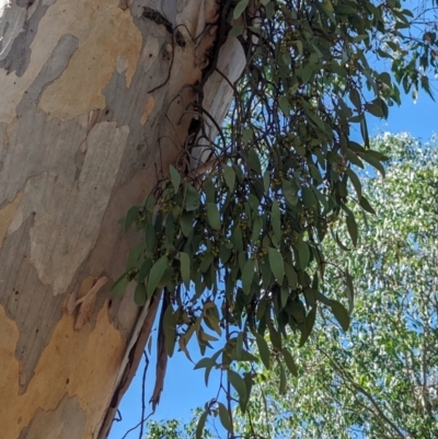 Muellerina eucalyptoides (Creeping Mistletoe) at South Albury, NSW - 7 Mar 2024 by Darcy