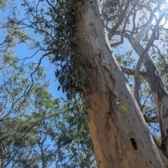 Muellerina eucalyptoides at Albury - 7 Mar 2024