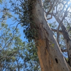 Muellerina eucalyptoides at Albury - 7 Mar 2024 01:46 PM