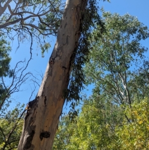 Muellerina eucalyptoides at Albury - 7 Mar 2024 01:46 PM