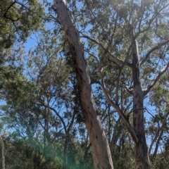 Muellerina eucalyptoides at Albury - 7 Mar 2024 01:46 PM