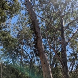 Muellerina eucalyptoides at Albury - 7 Mar 2024