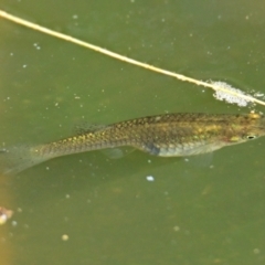 Gambusia holbrooki (Gambusia, Plague minnow, Mosquito fish) at Acton, ACT - 6 Mar 2024 by Thurstan