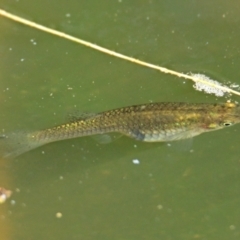 Gambusia holbrooki (Gambusia, Plague minnow, Mosquito fish) at ANBG - 7 Mar 2024 by Thurstan