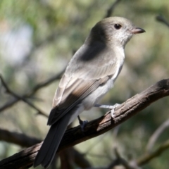 Pachycephala pectoralis (Golden Whistler) at QPRC LGA - 7 Mar 2024 by Wandiyali