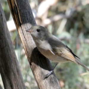 Pachycephala pectoralis at QPRC LGA - suppressed