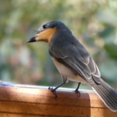 Myiagra rubecula (Leaden Flycatcher) at QPRC LGA - 7 Mar 2024 by Wandiyali