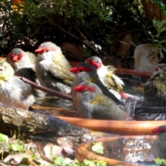 Neochmia temporalis (Red-browed Finch) at Googong, NSW - 4 Mar 2024 by Wandiyali