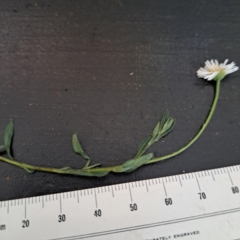 Erigeron karvinskianus at Mount Majura (MMS) - 7 Mar 2024