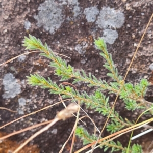 Pultenaea subspicata at Evatt, ACT - 6 Mar 2024 11:25 AM