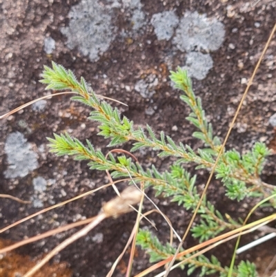 Pultenaea subspicata (Low Bush-pea) at Evatt, ACT - 6 Mar 2024 by WalkYonder