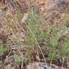 Pultenaea subspicata at Evatt, ACT - 6 Mar 2024