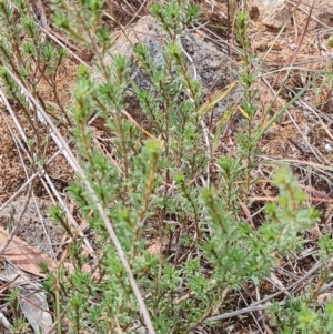 Pultenaea subspicata at Evatt, ACT - 6 Mar 2024 11:25 AM