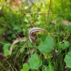 Diplodium coccinum (Scarlet Greenhood) at Tallaganda State Forest - 7 Mar 2024 by Csteele4