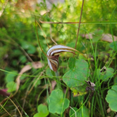 Diplodium coccinum (Scarlet Greenhood) at Tallaganda State Forest - 7 Mar 2024 by Csteele4