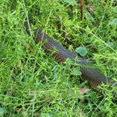 Austrelaps ramsayi (Highlands Copperhead) at Harolds Cross, NSW - 7 Mar 2024 by Csteele4