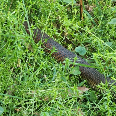 Austrelaps ramsayi (Highlands Copperhead) at Harolds Cross, NSW - 7 Mar 2024 by Csteele4