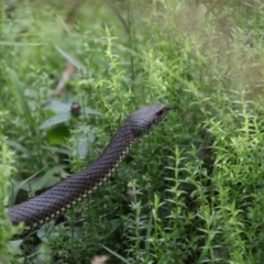 Austrelaps ramsayi at Tallaganda State Forest - 7 Mar 2024 04:00 PM