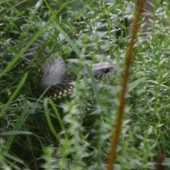 Austrelaps ramsayi at Tallaganda State Forest - 7 Mar 2024 04:00 PM