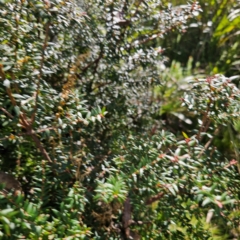 Acrotriche leucocarpa (Tall Acrotriche) at Tallaganda State Forest - 7 Mar 2024 by Csteele4