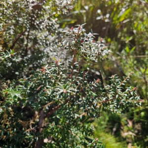 Acrotriche leucocarpa at QPRC LGA - 7 Mar 2024